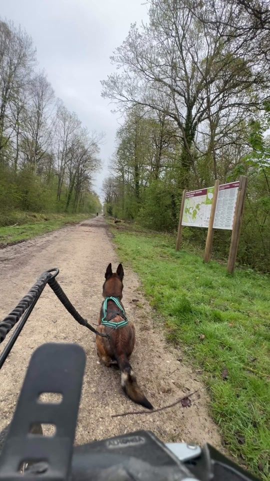 TikTok video thumbnail by hades_dogtraining