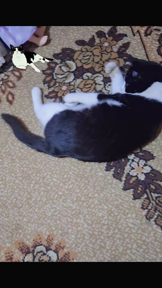 TikTok video thumbnail by zoeypisi