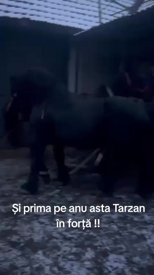 TikTok video thumbnail by sebastianveres367