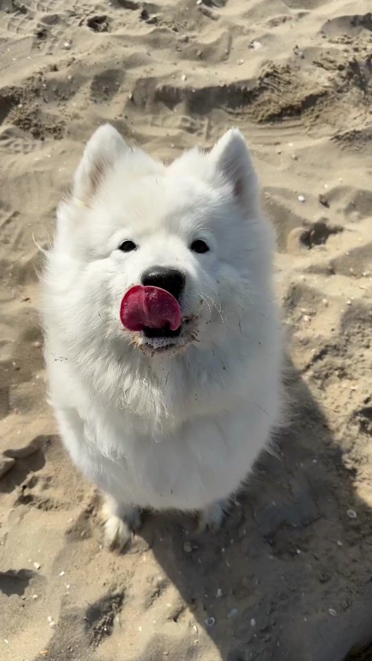 TikTok video thumbnail by pacodehond