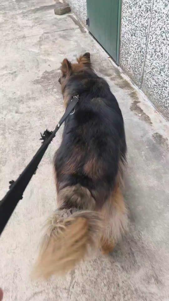 TikTok video thumbnail by federicovet