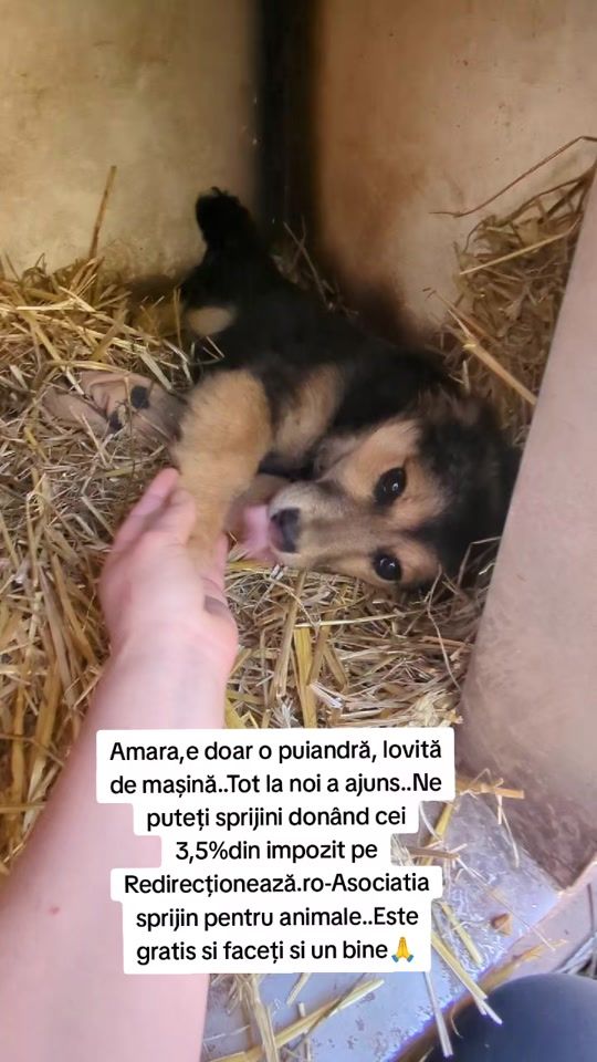 TikTok video thumbnail by sprijinpentruanimale