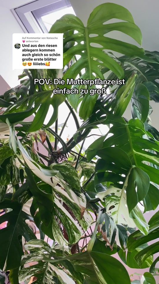 TikTok video thumbnail by monis.pflanzen