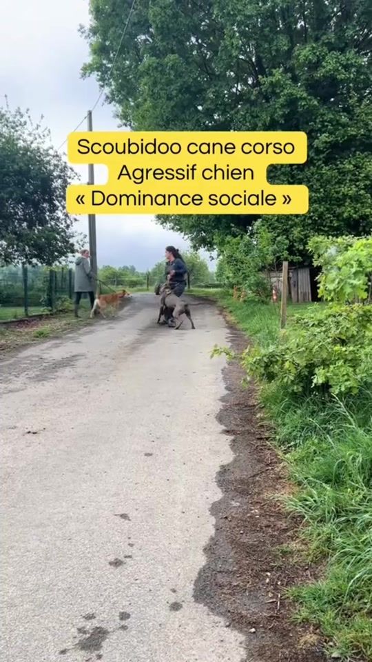 TikTok video thumbnail by horus_dobermann