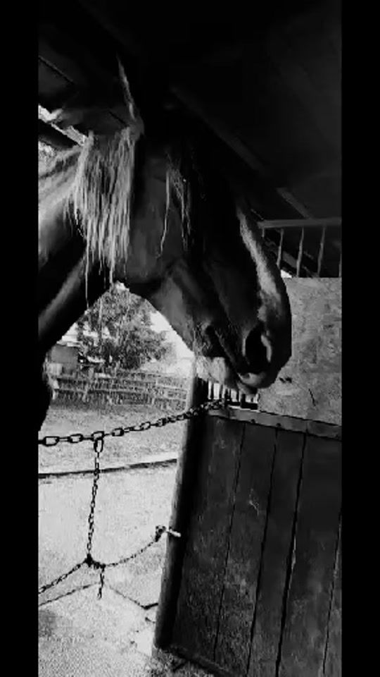 TikTok video thumbnail by _cats_.4