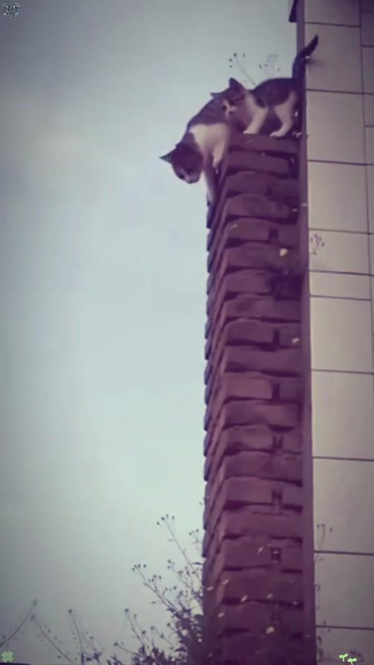 TikTok video thumbnail by katt.cutee