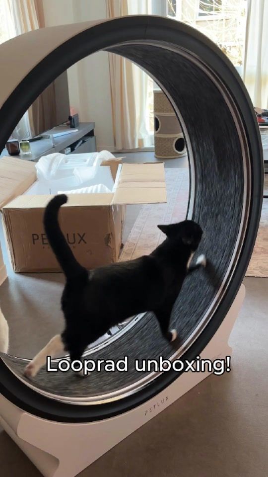 TikTok video thumbnail by petsplacenl