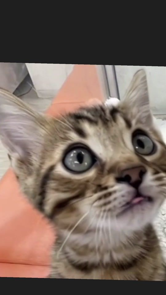 TikTok video thumbnail by arcacele
