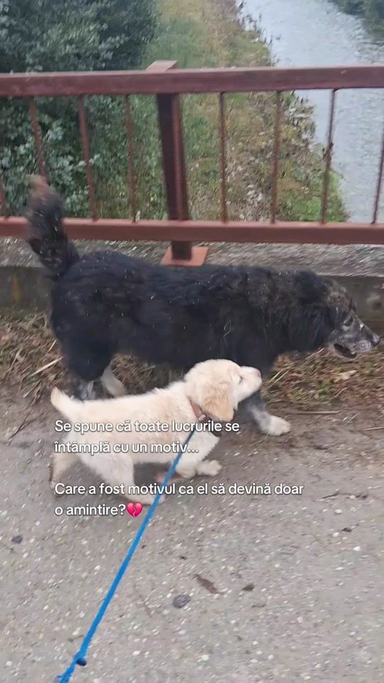 TikTok video thumbnail by ioana_uta