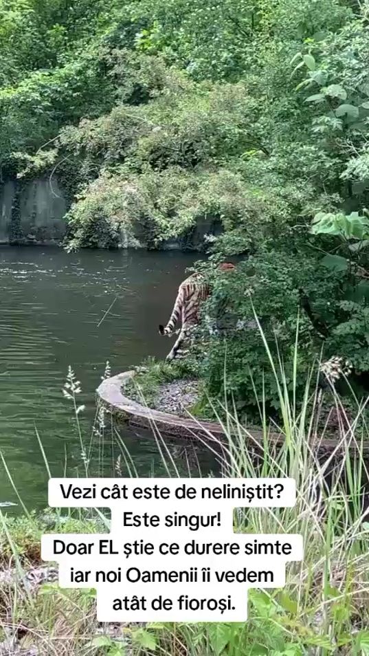 TikTok video thumbnail by monicaneda