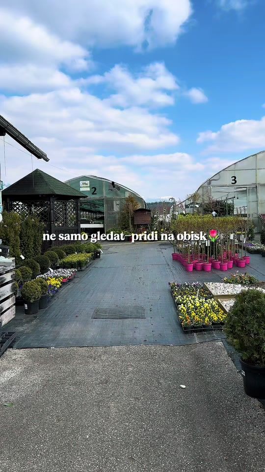 TikTok video thumbnail by bloom.by.sara