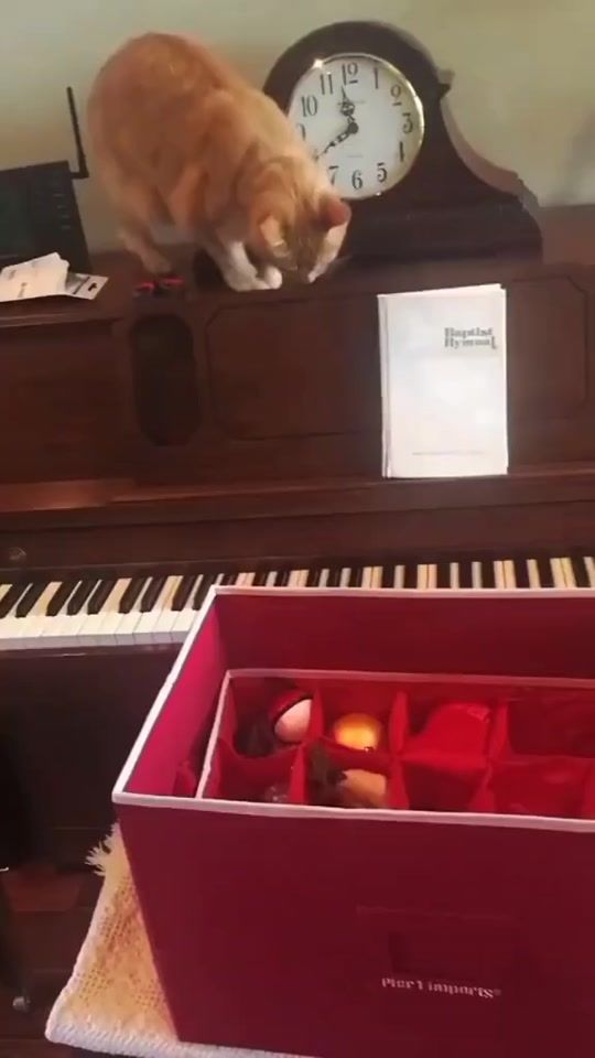 TikTok video thumbnail by onlineshop_921