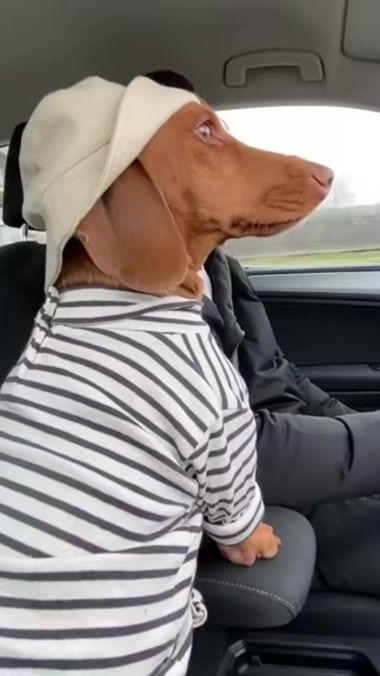 TikTok video thumbnail by biscuit.superdog