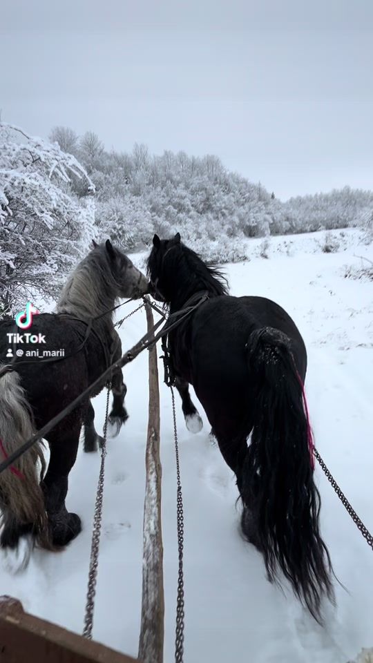 TikTok video thumbnail by ani_marii