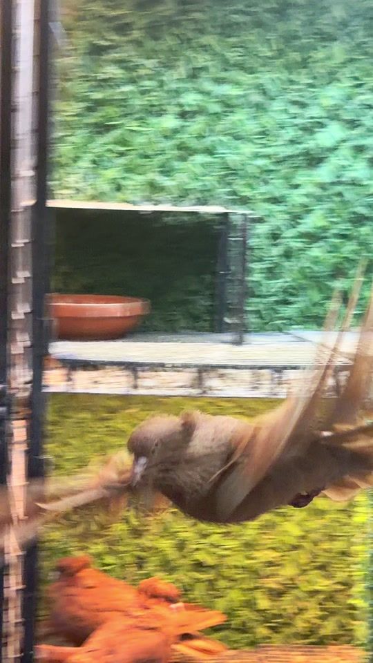 TikTok video thumbnail by haris.mmv