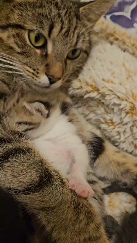 TikTok video thumbnail by galwayspca