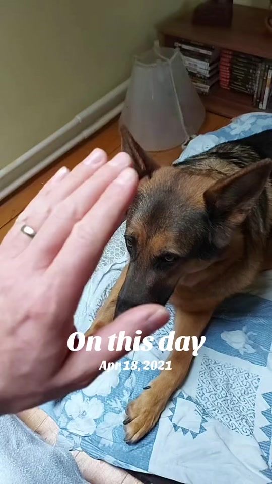 TikTok video thumbnail by pegistories