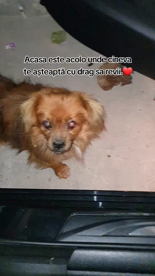 TikTok video thumbnail by flaviusleonardo