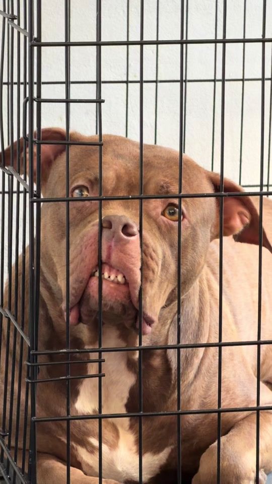 TikTok video thumbnail by softeekennels