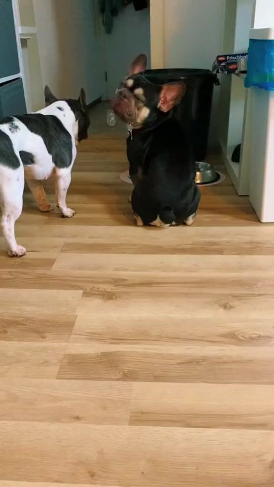 TikTok video thumbnail by maja..mojo