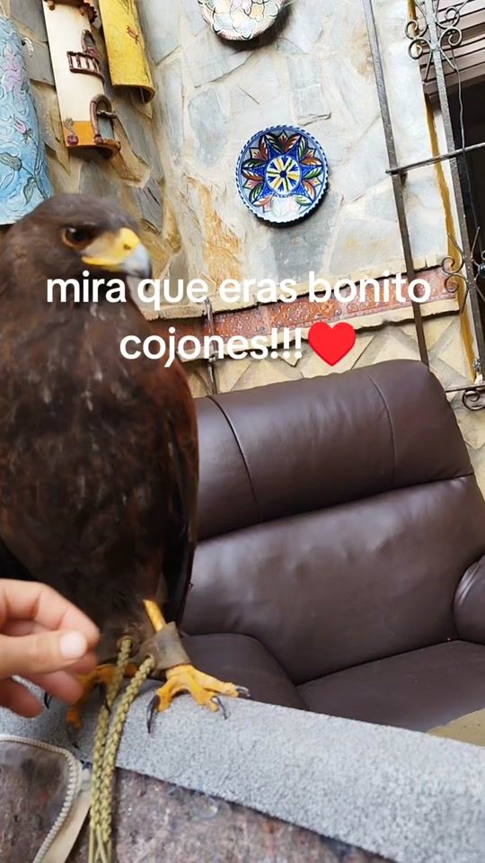 TikTok video thumbnail by alejandrofalcontrol