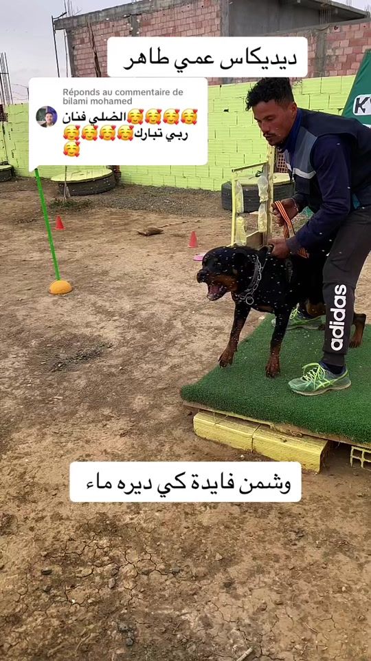 TikTok video thumbnail by dali_k9