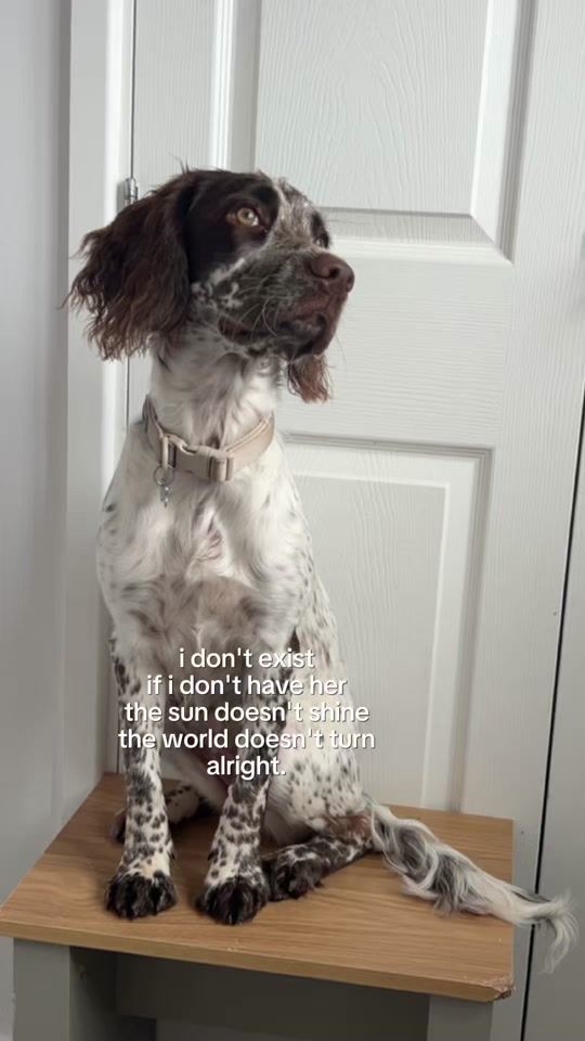 TikTok video thumbnail by codien60