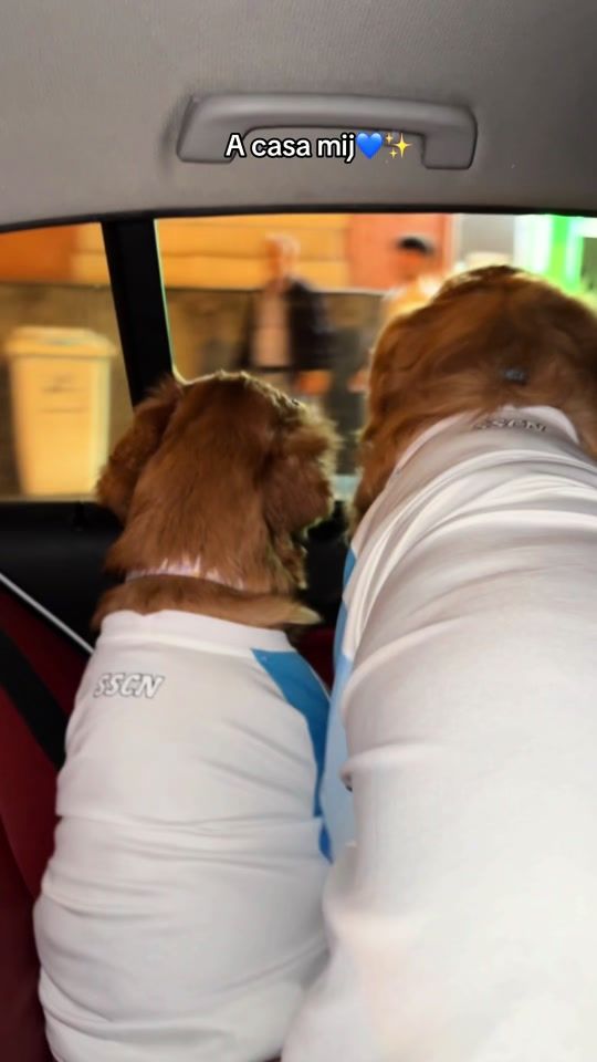 TikTok video thumbnail by hotdog_goldenretriever