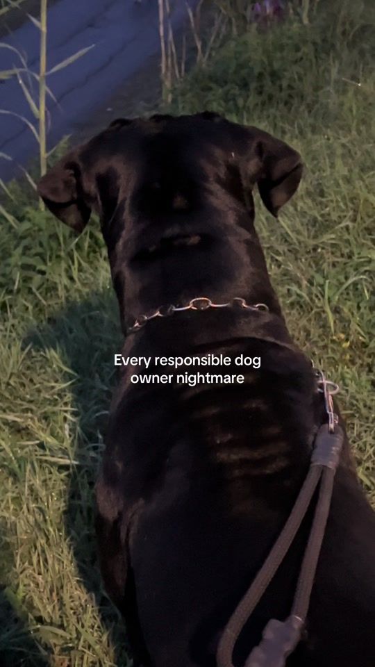 TikTok video thumbnail by lifewithmypack