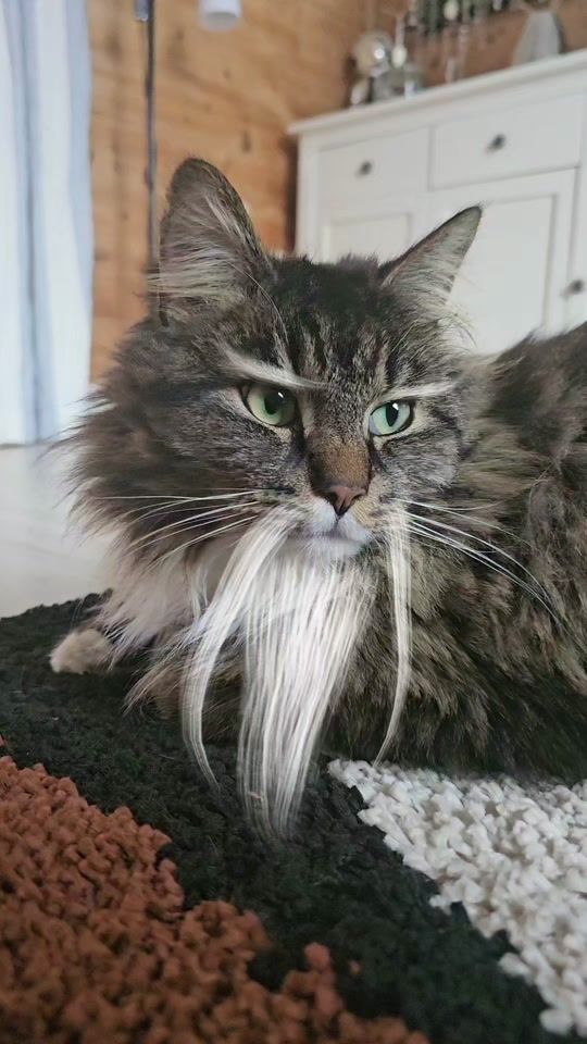 TikTok video thumbnail by kattenmilo22