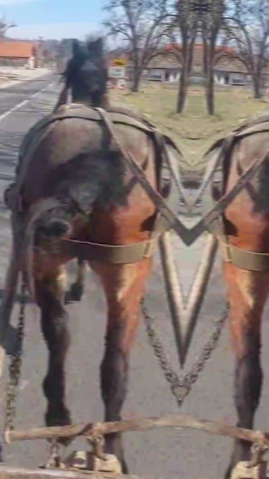 TikTok video thumbnail by farmer___fiu