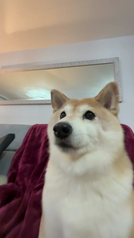 TikTok video thumbnail by eevee.bork
