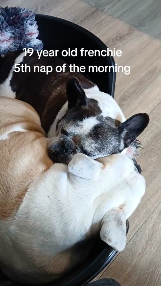 TikTok video thumbnail by oldest.frenchie