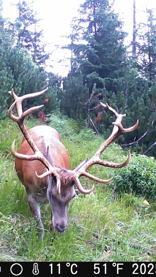 TikTok video thumbnail by wildforesteye