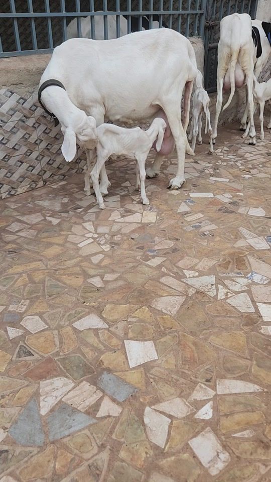 TikTok video thumbnail by mohamedtraore1360