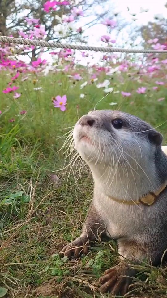 TikTok video thumbnail by mycuteotters