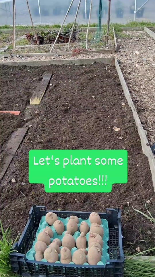 TikTok video thumbnail by coopersvegquest
