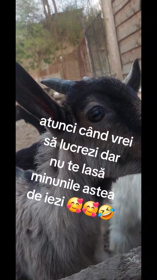 TikTok video thumbnail by ituionut