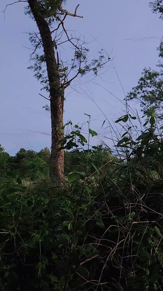 TikTok video thumbnail by rush15205