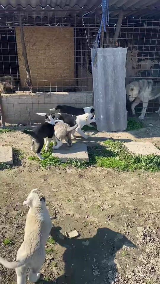 TikTok video thumbnail by krtkennel