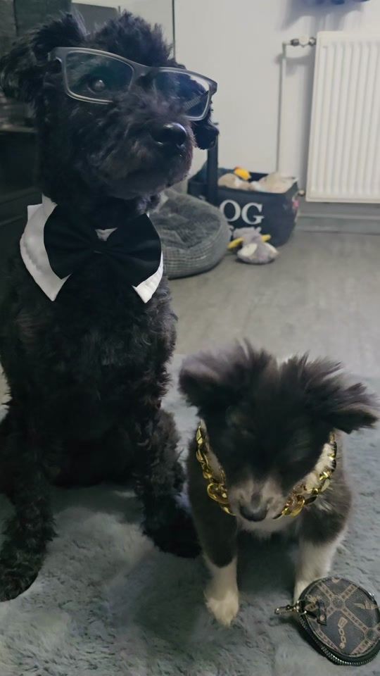 TikTok video thumbnail by handicapdogs