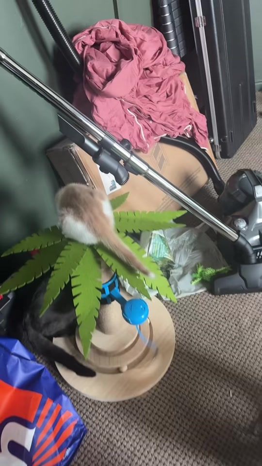 TikTok video thumbnail by omdkitties