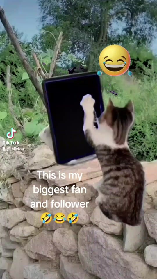 TikTok video thumbnail by jollyfou
