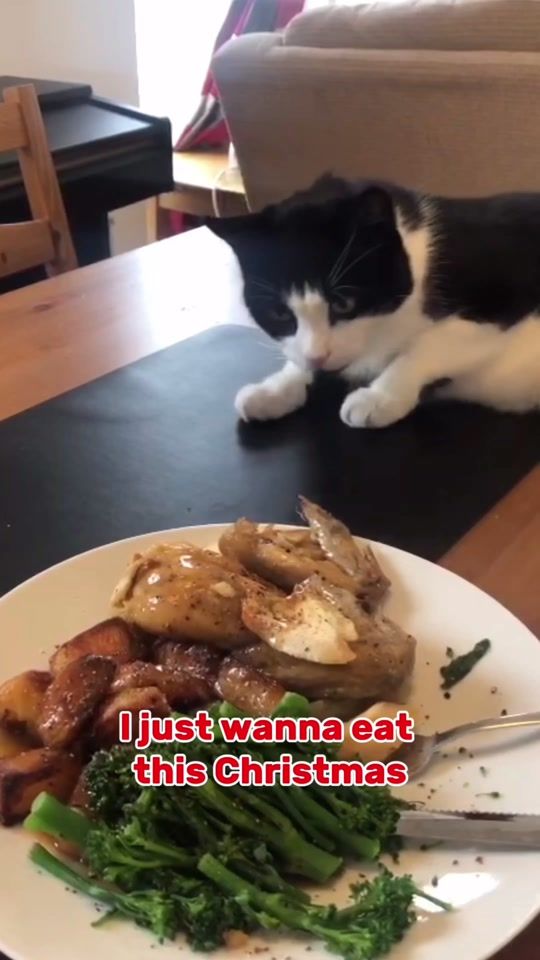 TikTok video thumbnail by crayzee_cat