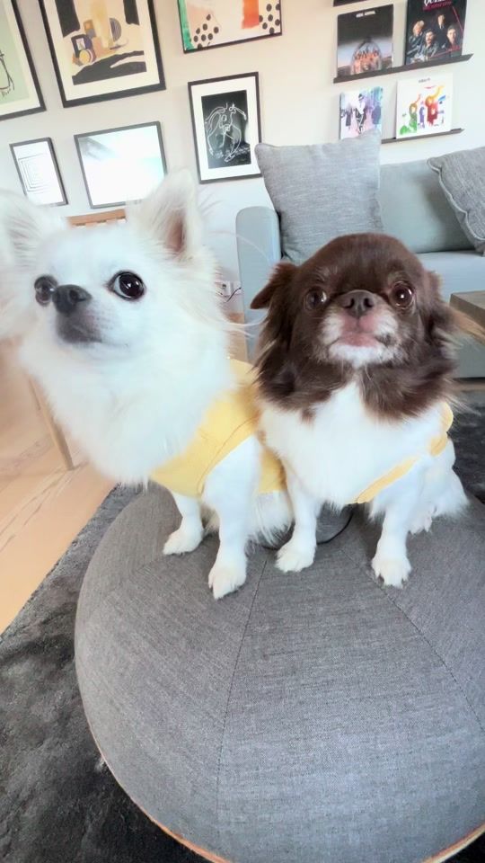 TikTok video thumbnail by chuckymolly
