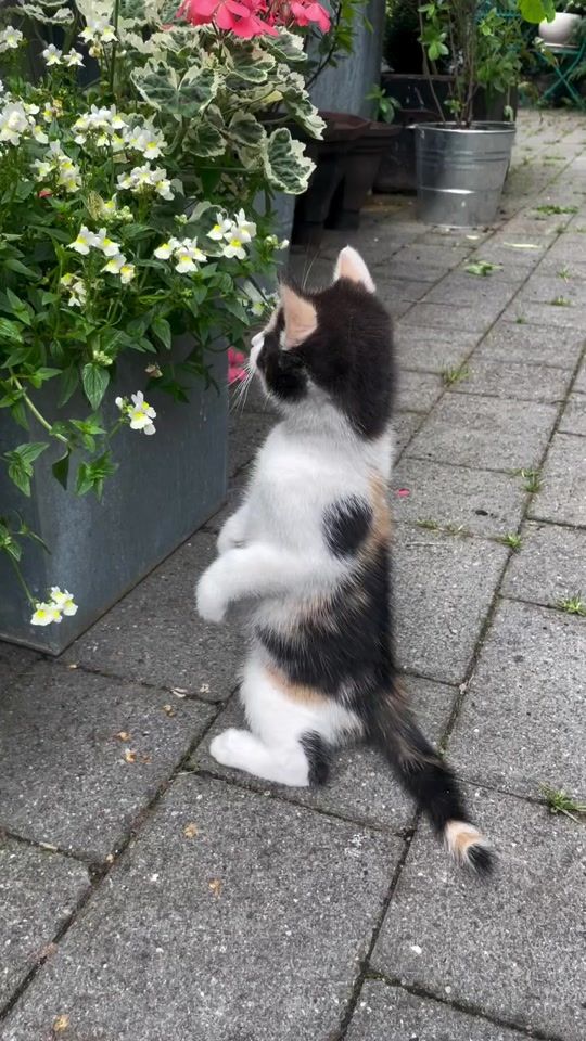 TikTok video thumbnail by animalsandbirdss