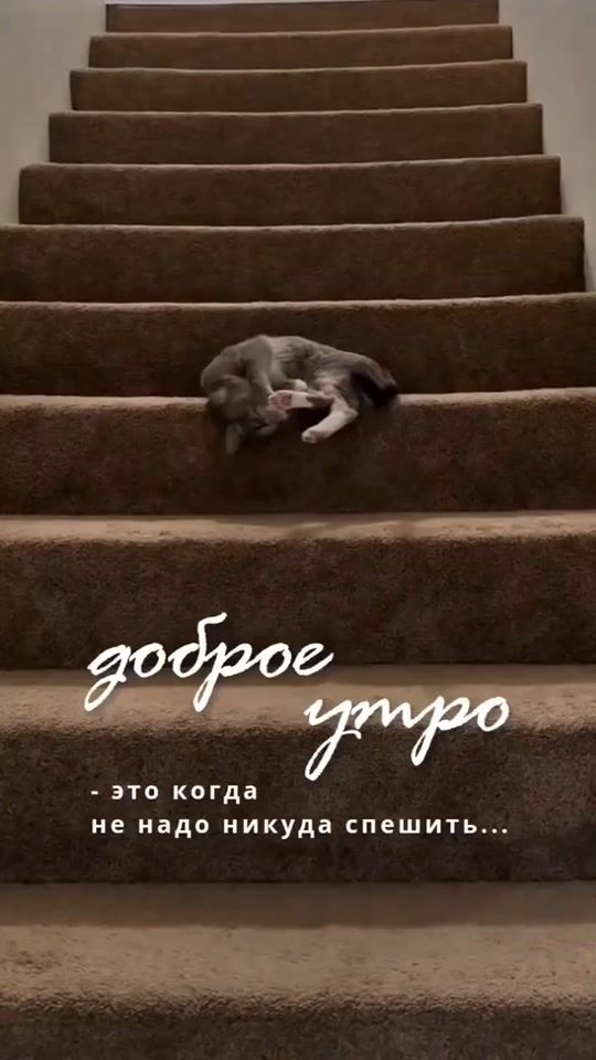 TikTok video thumbnail by vineta595