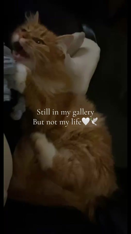 TikTok video thumbnail by sonja.eng