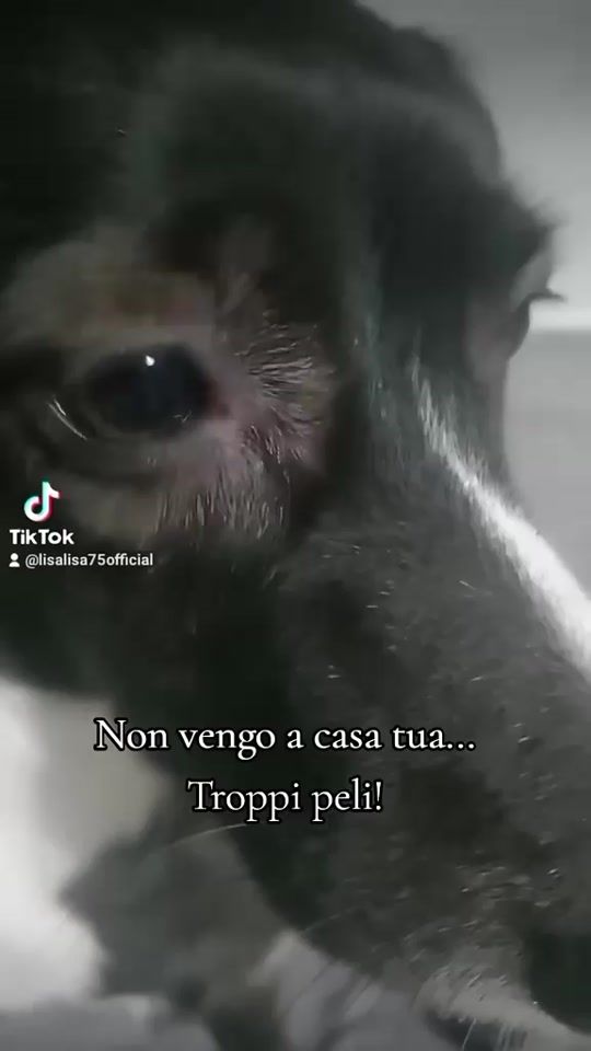 TikTok video thumbnail by chiccoeisuoifratelli