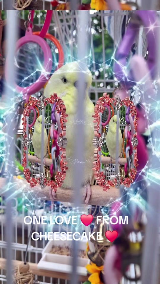 TikTok video thumbnail by michaelmcowen0